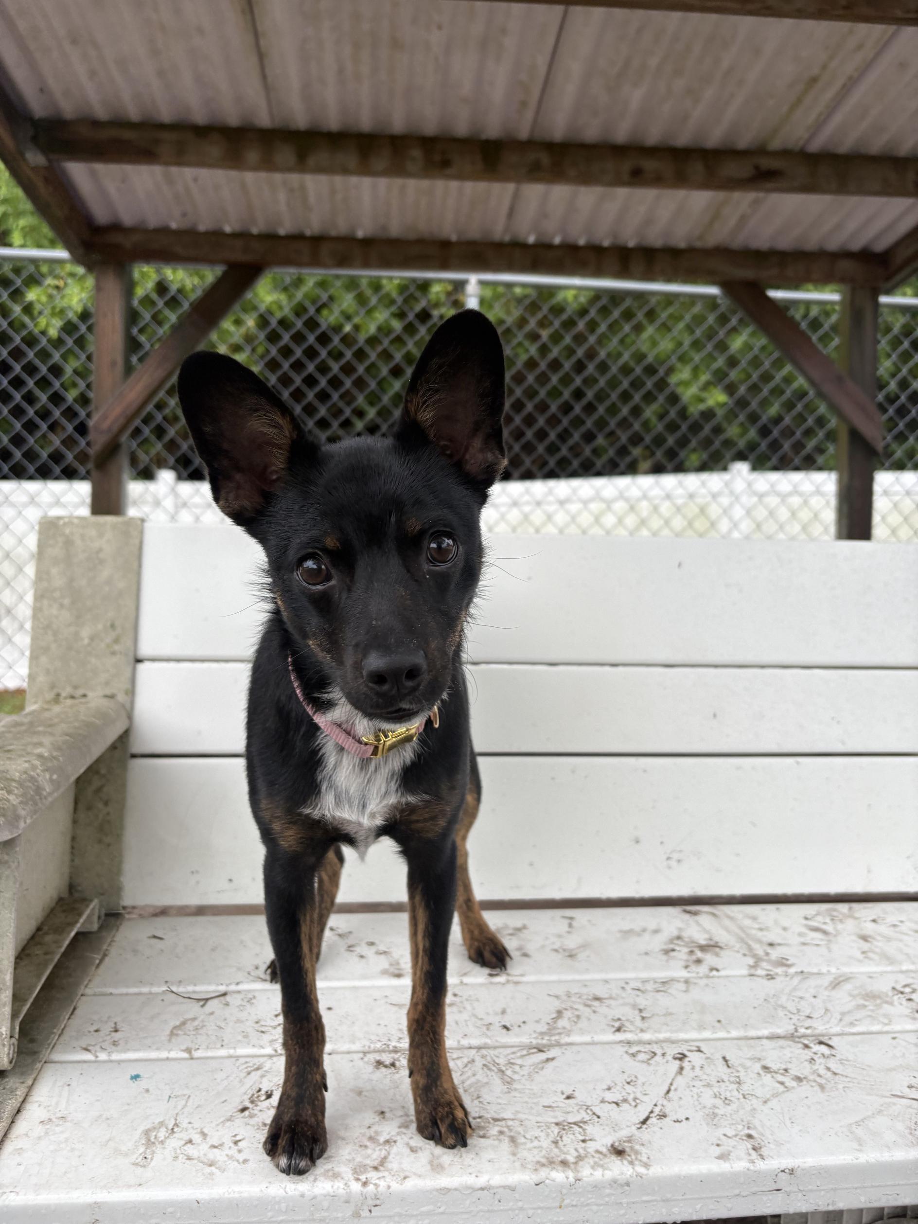 Raven, adoptable, Adult Female Chihuahua.