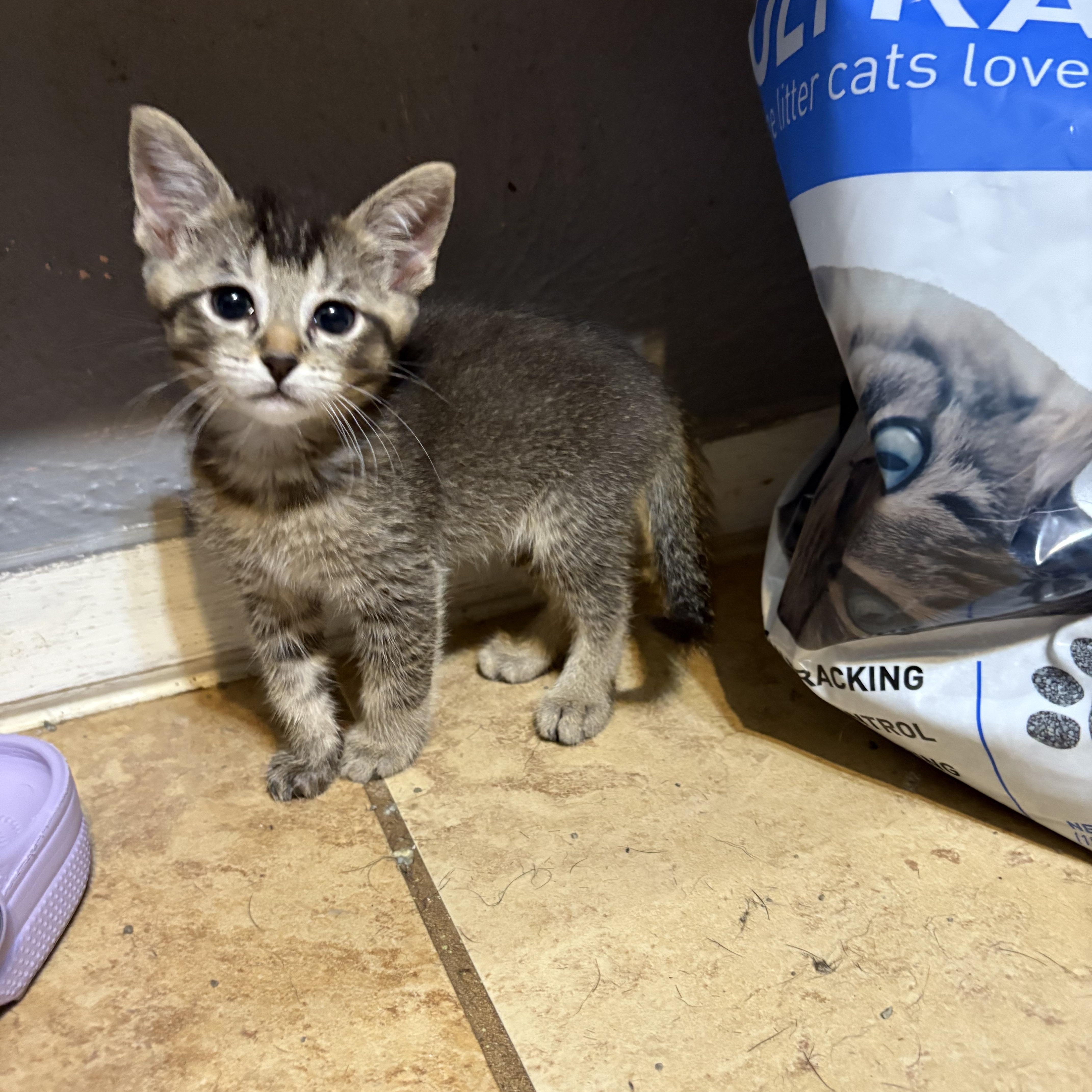 Saint, Baby Male Domestic Short Hair