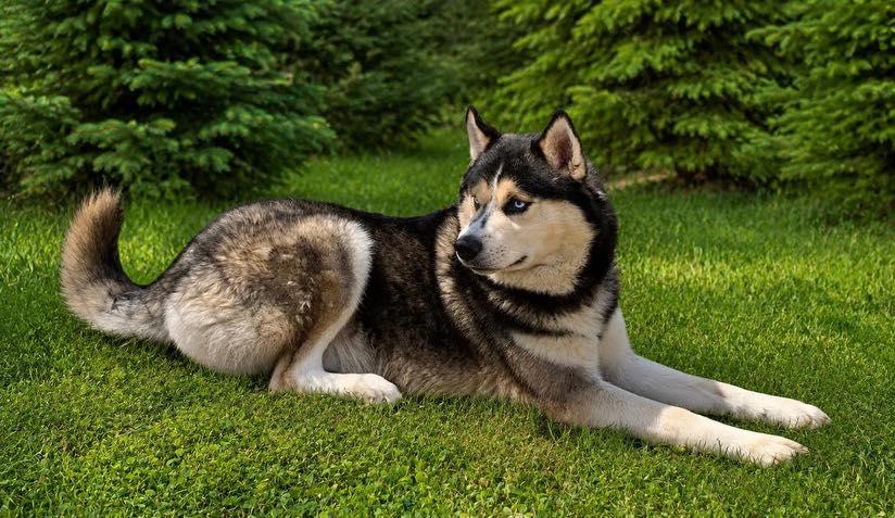 Enlarge Togo, a ADOPTABLE Siberian Husky in Guntersville, AL image 3/4