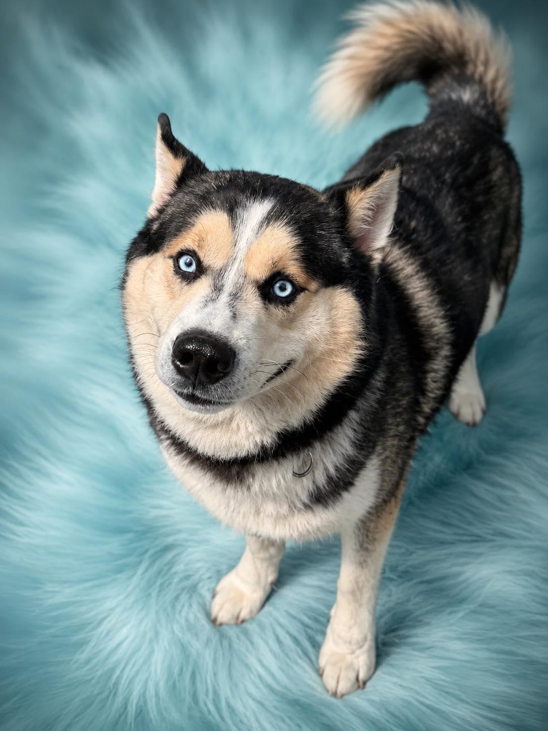 Enlarge Togo, a ADOPTABLE Siberian Husky in Guntersville, AL image 4/4