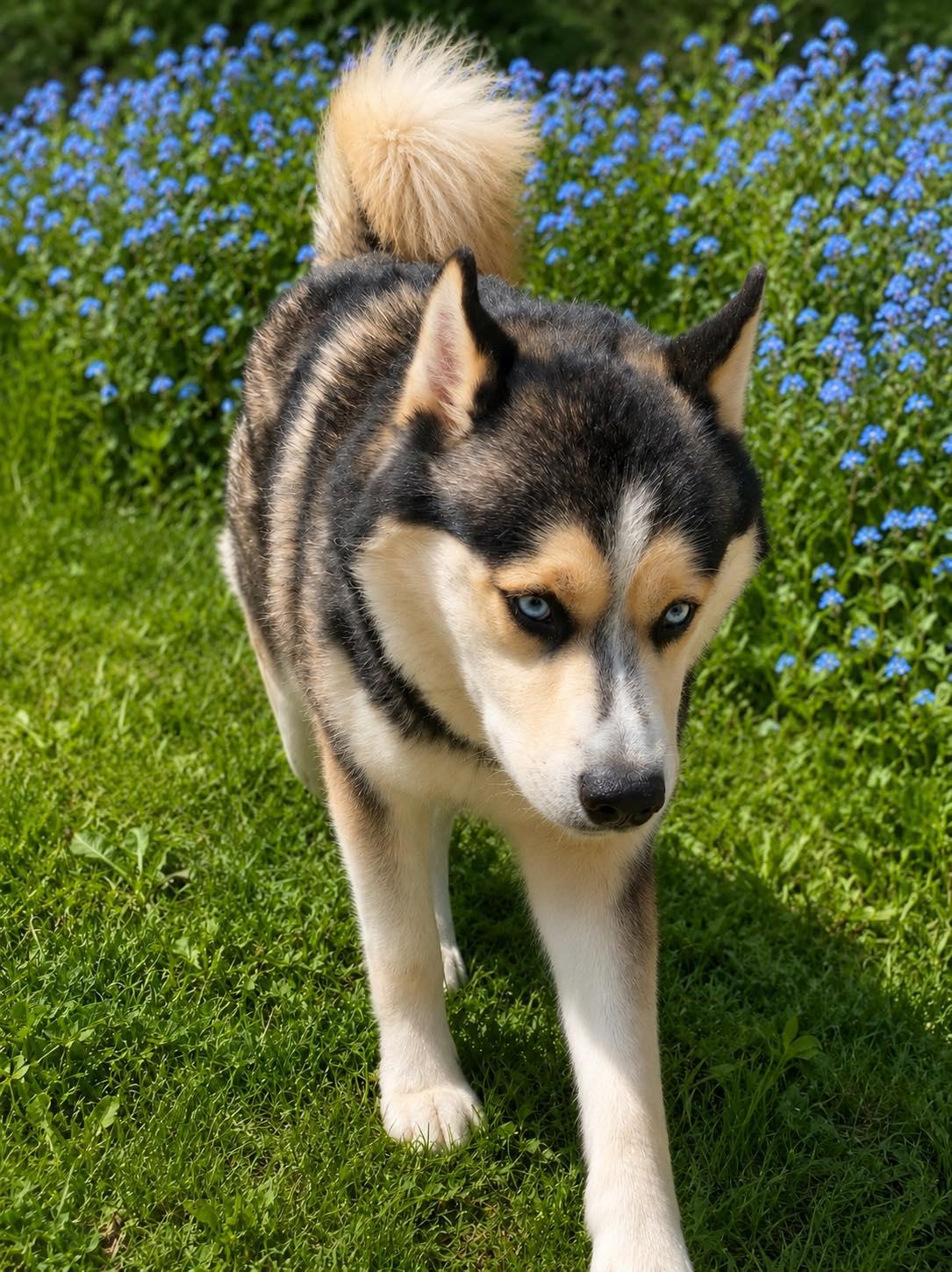 Togo, ADOPTABLE, Adult Male Siberian Husky.