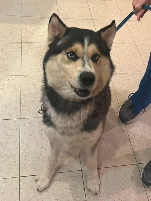 Enlarge Togo, a ADOPTABLE Siberian Husky in Guntersville, AL image 2/4
