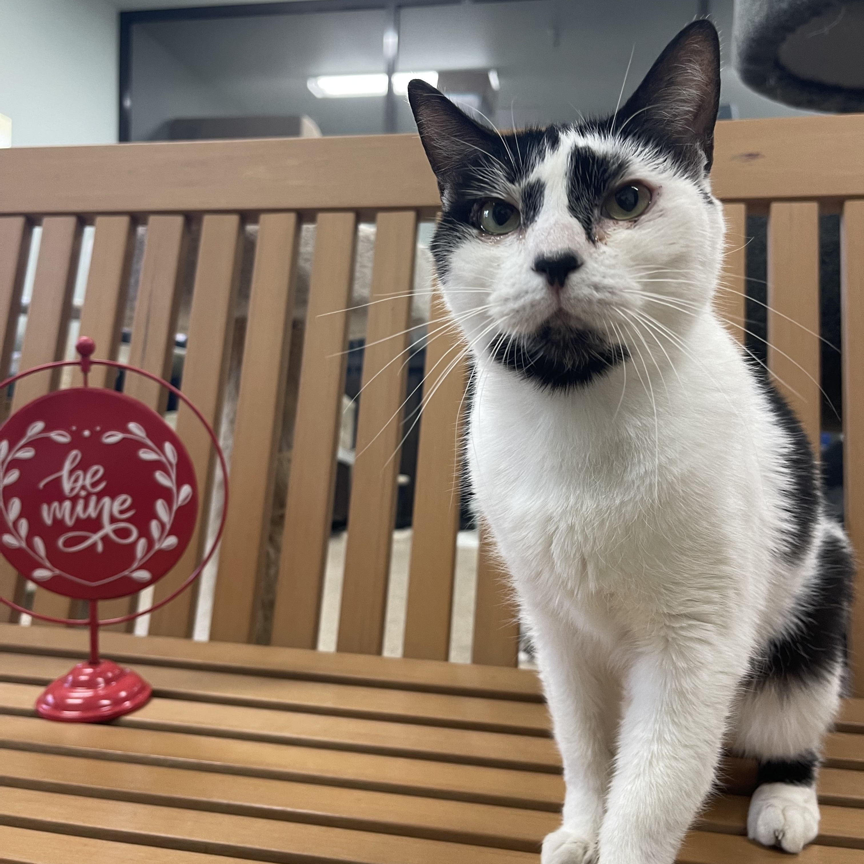 Rosie, adoptable, Adult Female Domestic Short Hair.