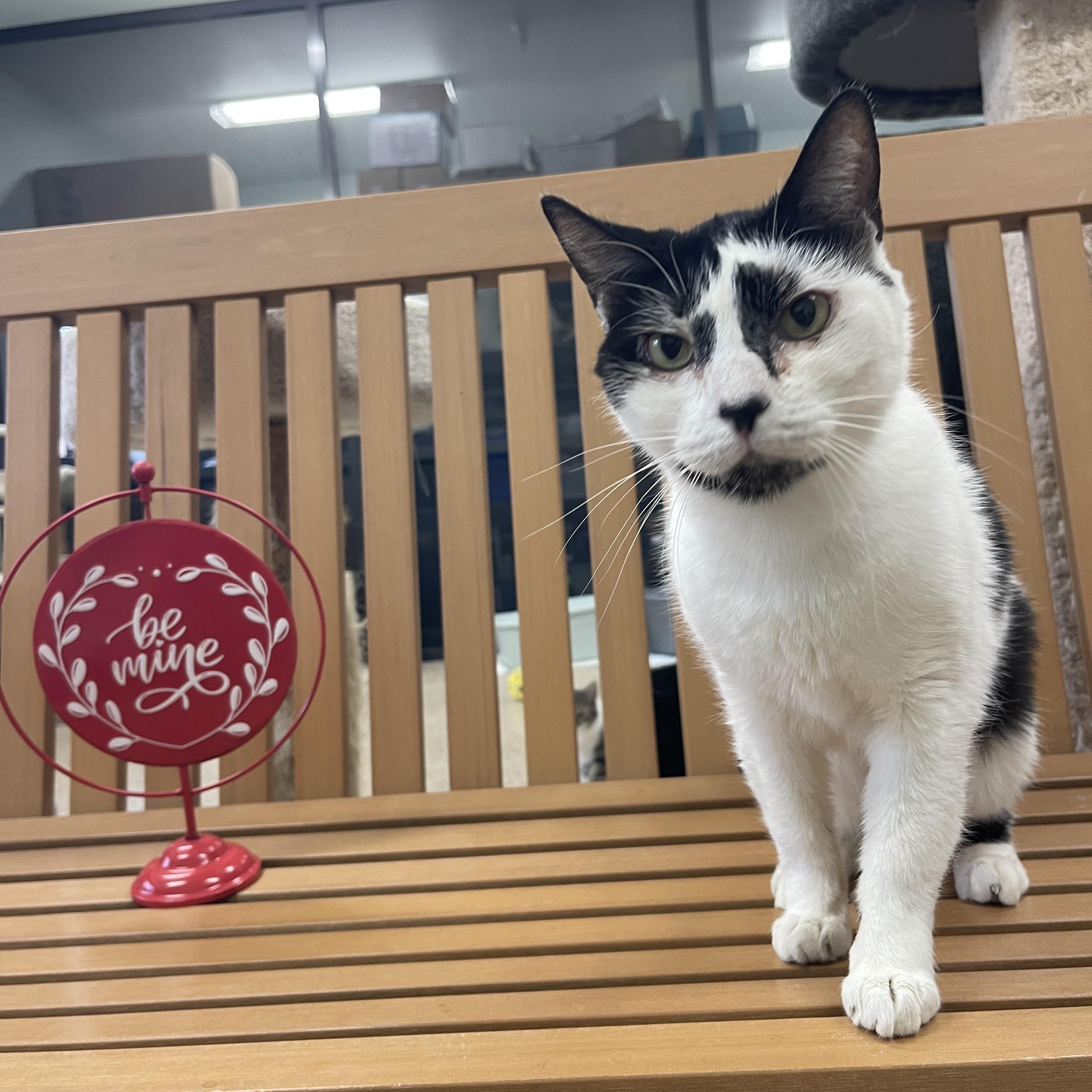 Rosie, an adoptable Domestic Short Hair in Sebring, FL image 2/4