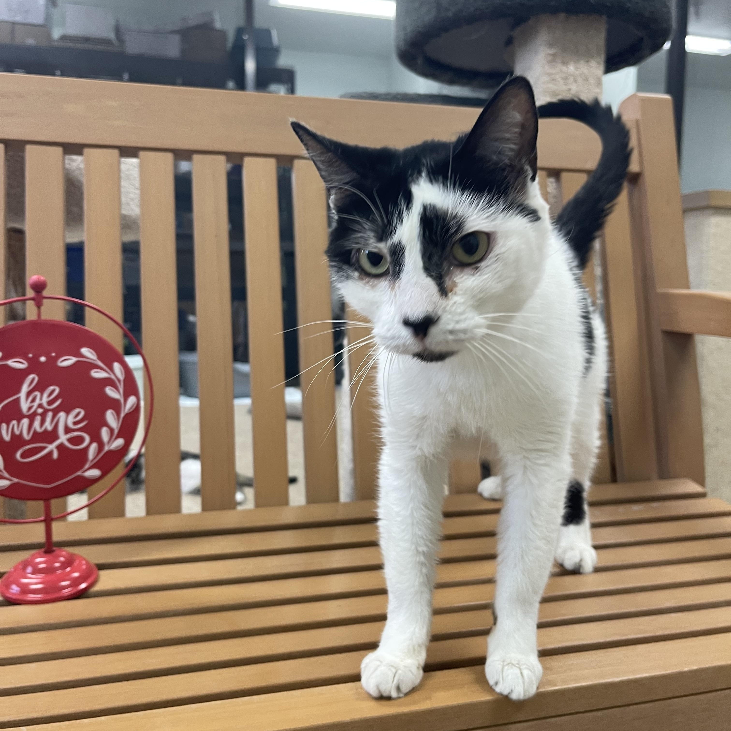 Rosie, an adoptable Domestic Short Hair in Sebring, FL image 4/4
