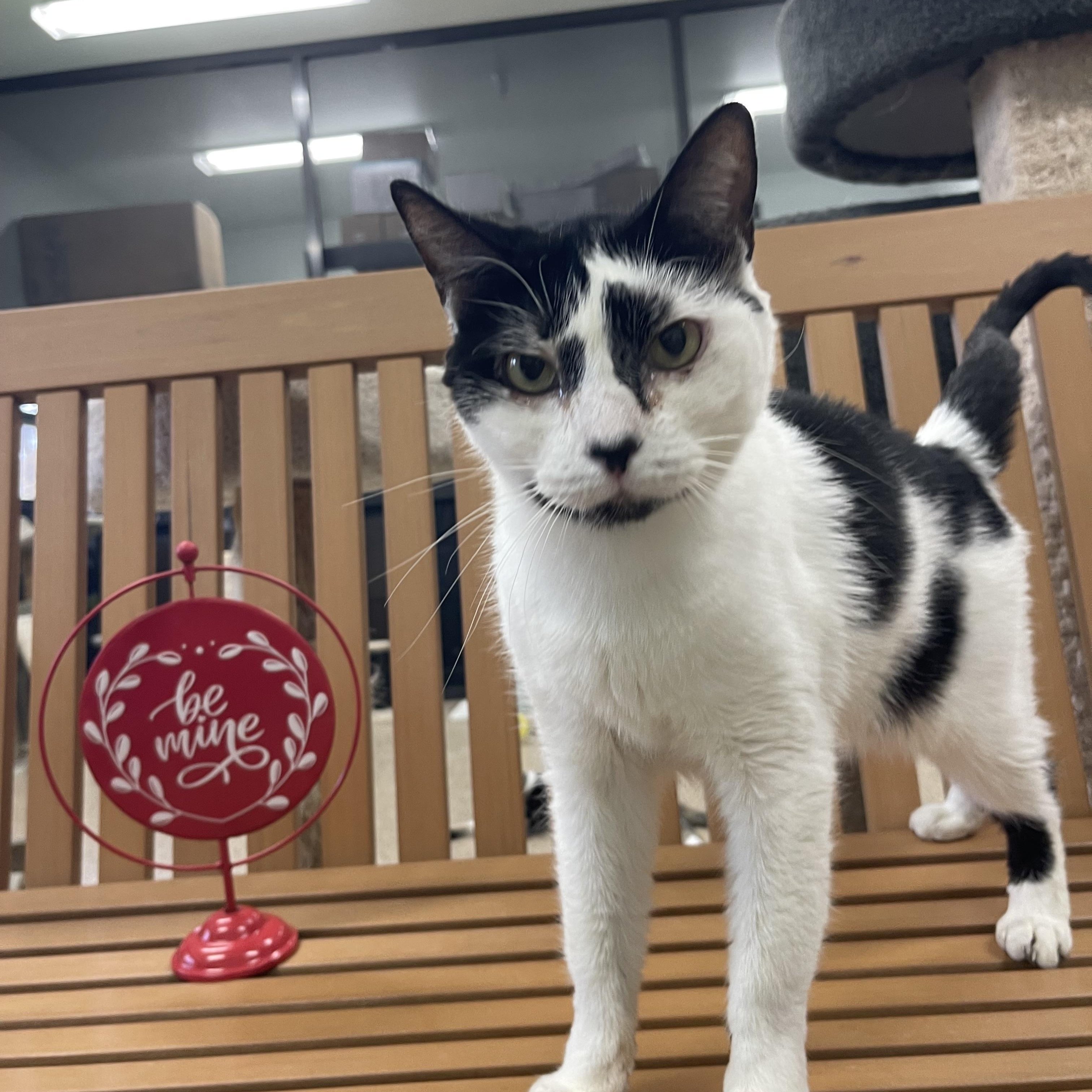 Rosie, an adoptable Domestic Short Hair in Sebring, FL image 3/4
