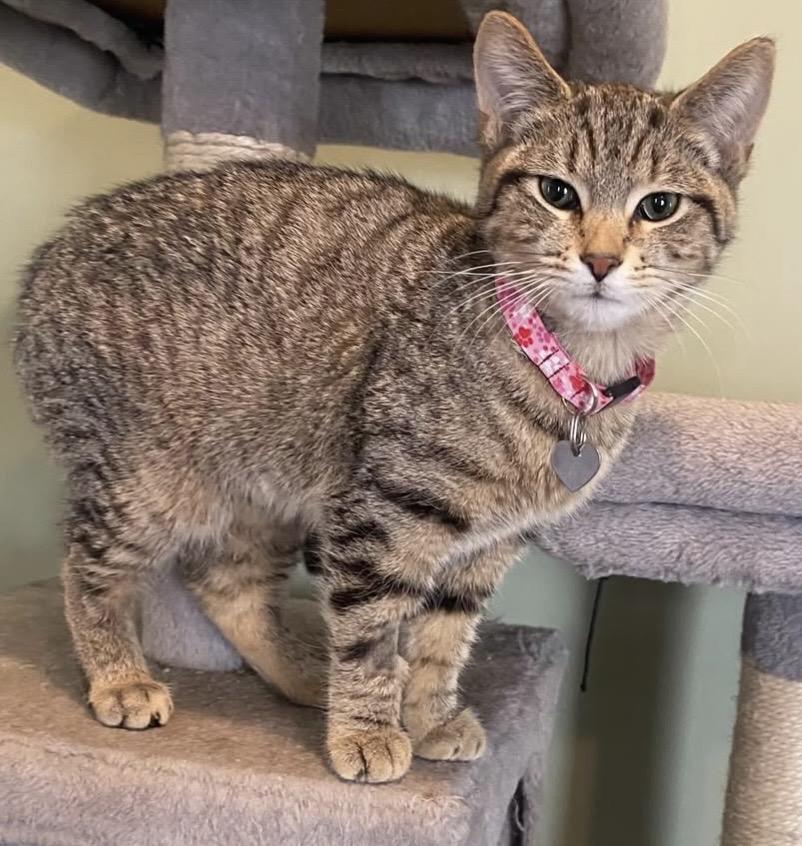 Enlarge Fritter, a Adoptable Domestic Short Hair in Ontario, NY image 2/3