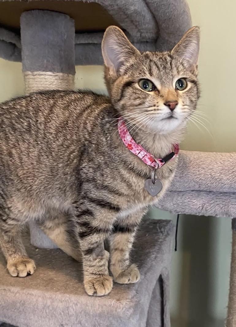 Fritter, Adoptable, Young Female Domestic Short Hair.