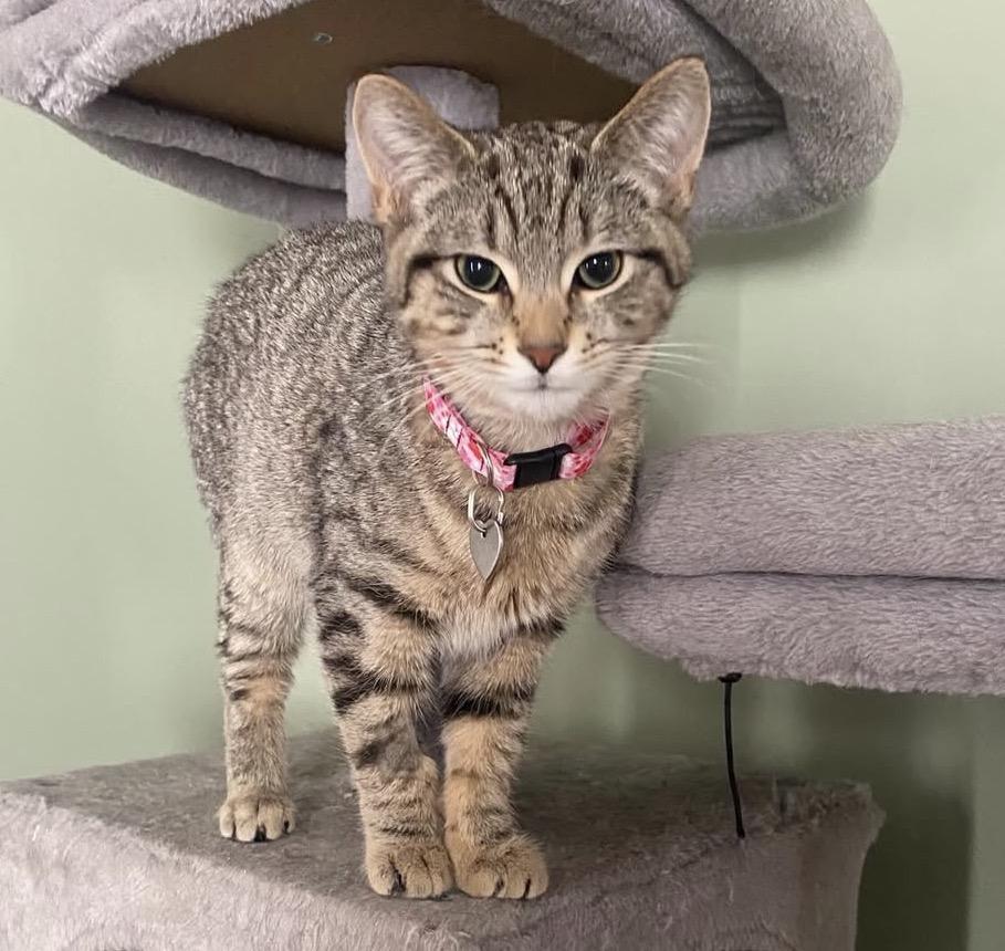 Enlarge Fritter, a Adoptable Domestic Short Hair in Ontario, NY image 3/3