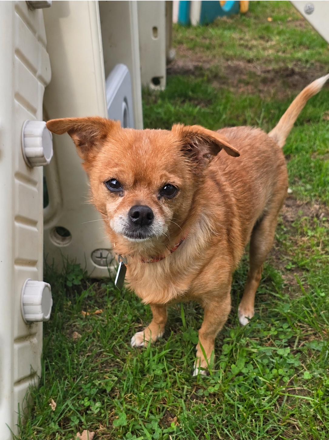 Enlarge Shadow, a Adoptable Chihuahua in Oxford, MI image 1/3