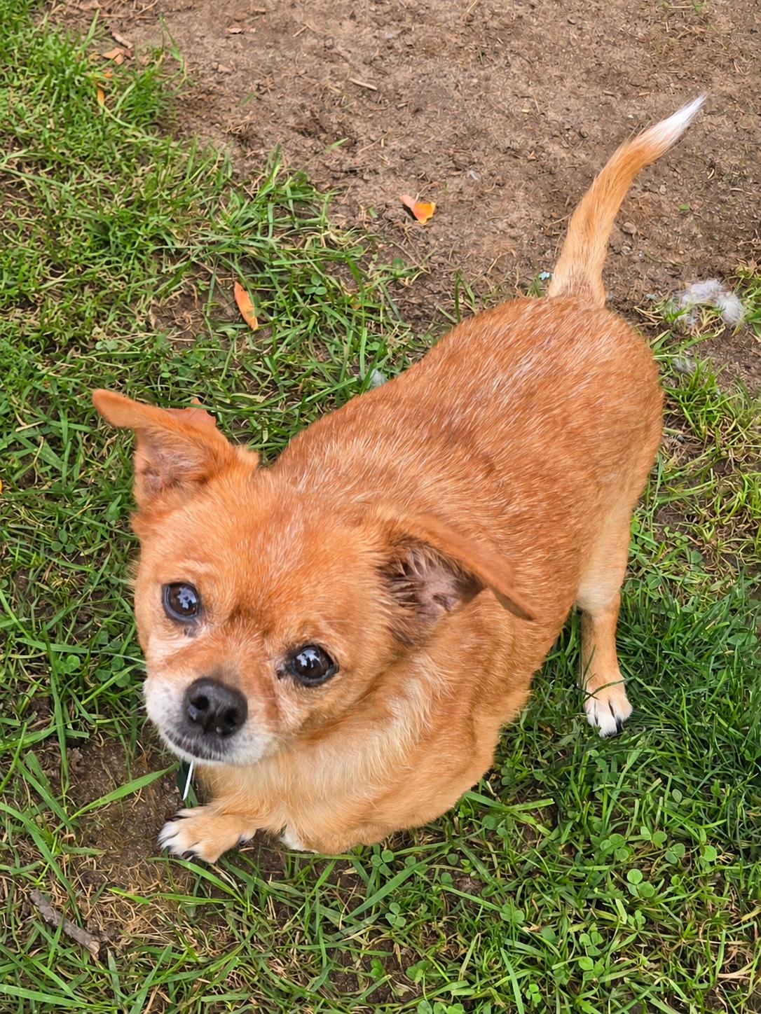 Enlarge Shadow, a Adoptable Chihuahua in Oxford, MI image 2/3
