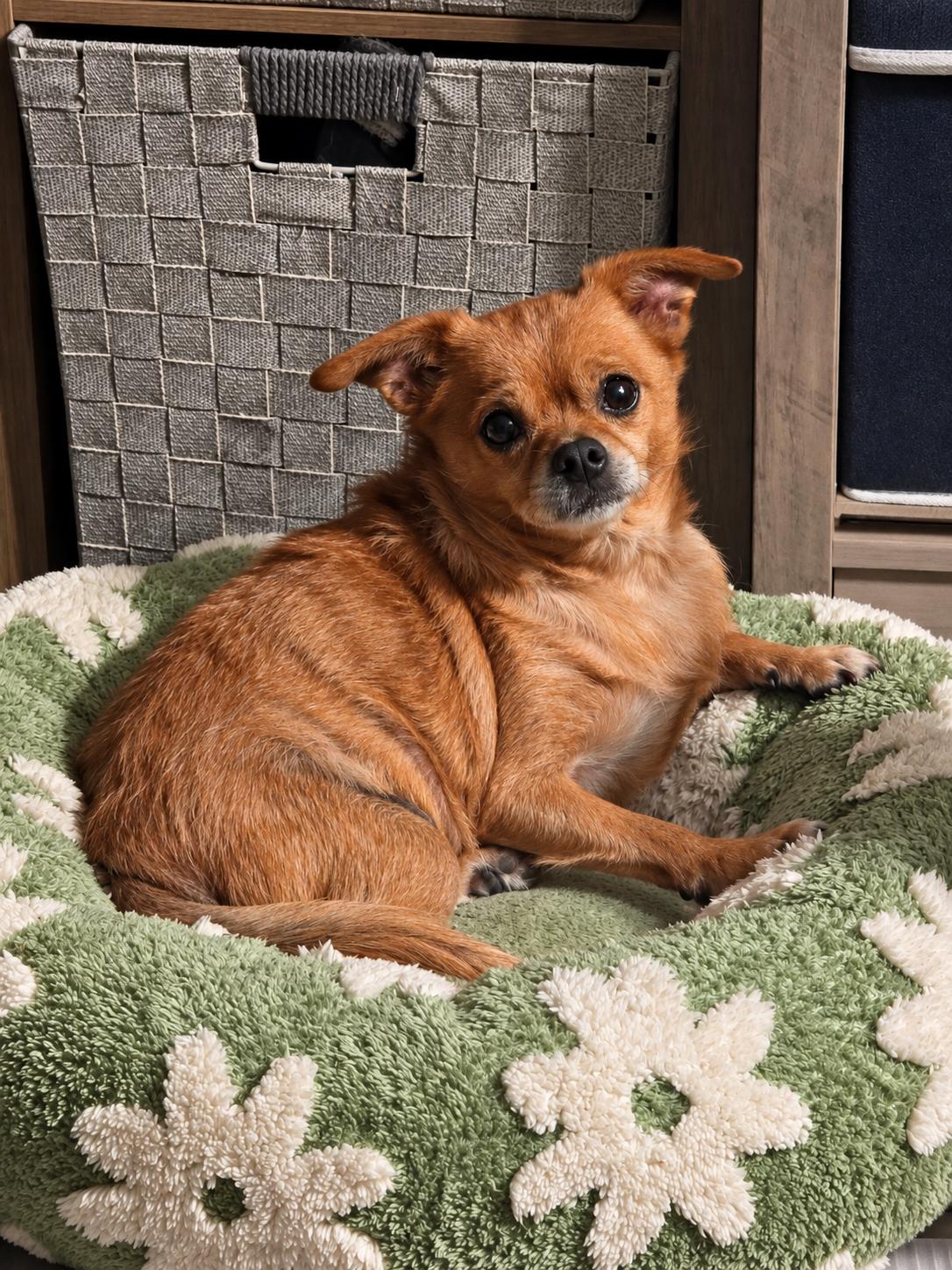 Enlarge Shadow, a Adoptable Chihuahua in Oxford, MI image 3/3
