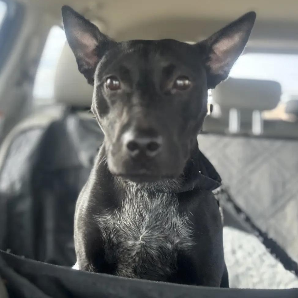Enlarge Oakley, a ADOPTABLE mixed breed in Bethel, VT image 5/6