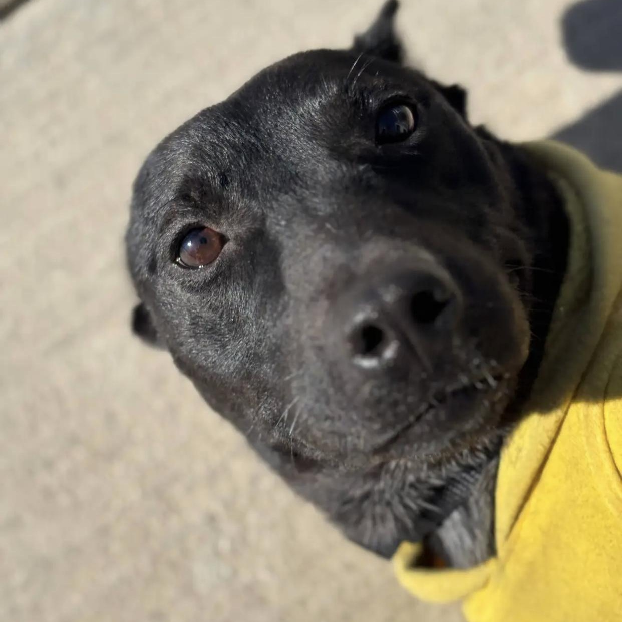 Enlarge Oakley, a ADOPTABLE mixed breed in Bethel, VT image 3/6