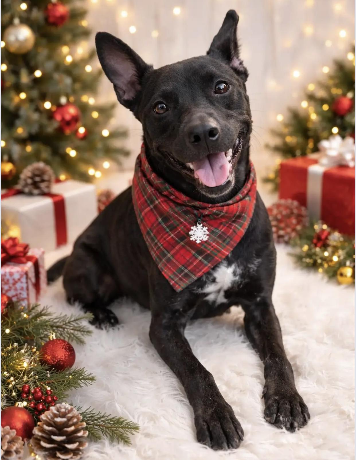 Enlarge Oakley, a ADOPTABLE mixed breed in Bethel, VT image 2/6