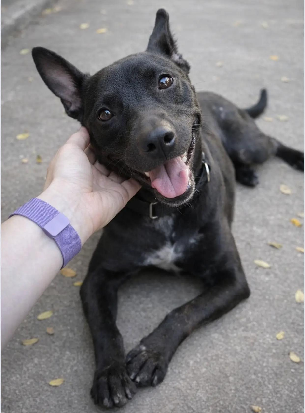 Enlarge Oakley, a ADOPTABLE mixed breed in Bethel, VT image 1/6