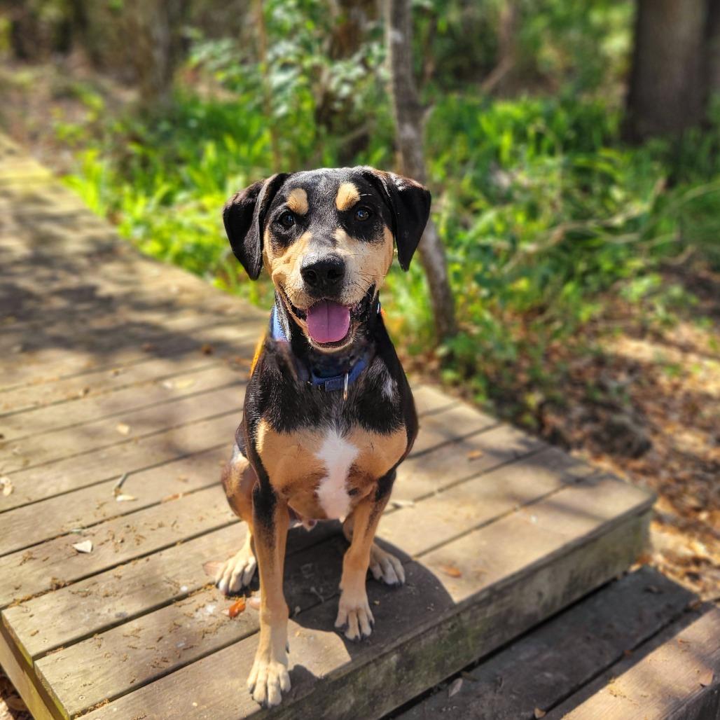 Enlarge Triton, a Adoptable Catahoula Leopard Dog in Port Charlotte, FL image 1/6