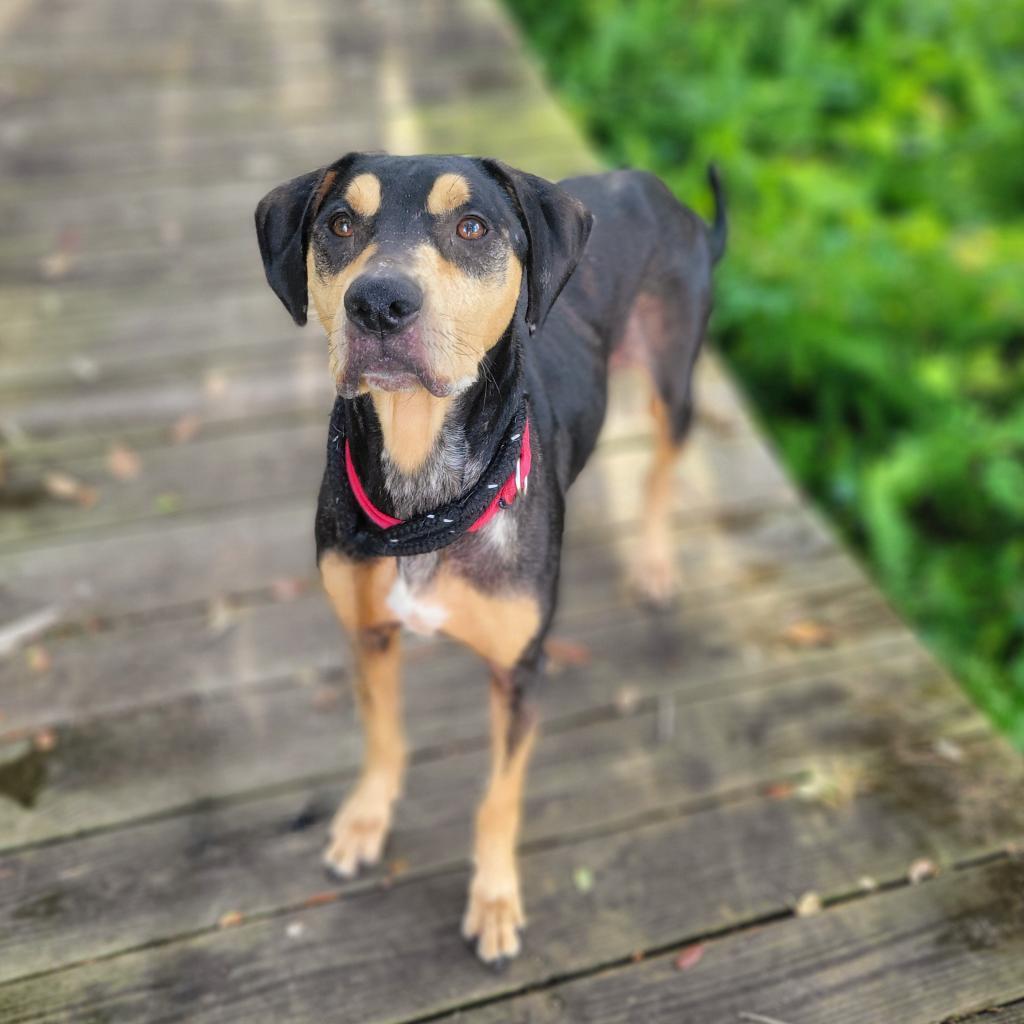 Enlarge Triton, a Adoptable Catahoula Leopard Dog in Port Charlotte, FL image 2/6