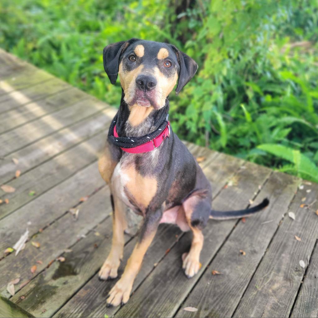 Enlarge Triton, a Adoptable Catahoula Leopard Dog in Port Charlotte, FL image 3/6