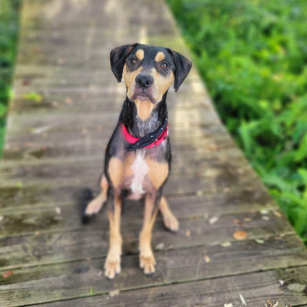 Enlarge Triton, a Adoptable Catahoula Leopard Dog in Port Charlotte, FL image 4/6