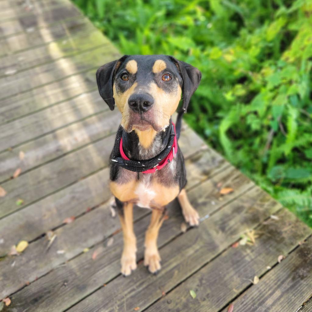 Enlarge Triton, a Adoptable Catahoula Leopard Dog in Port Charlotte, FL image 5/6