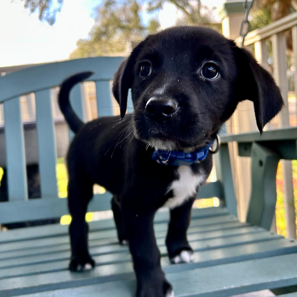 Boof — thumbnail 3