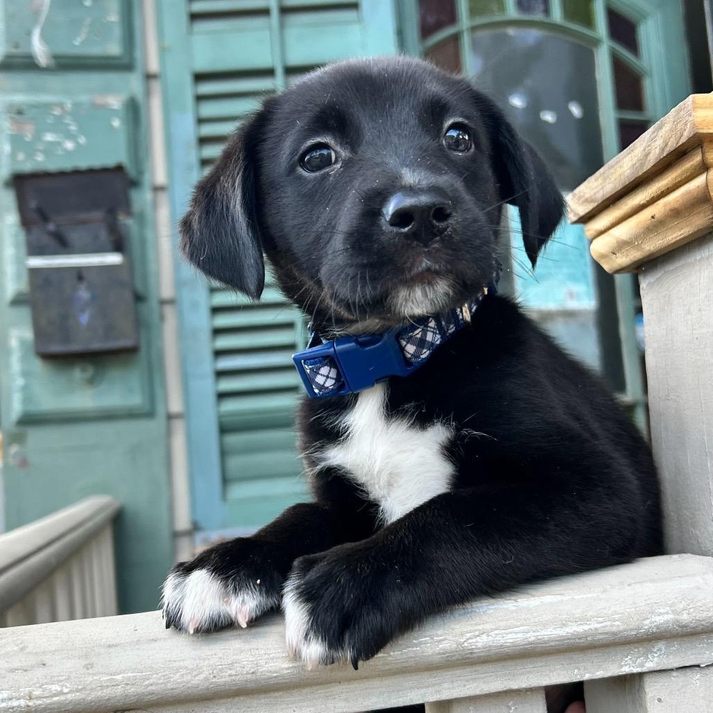 Boof — thumbnail 4