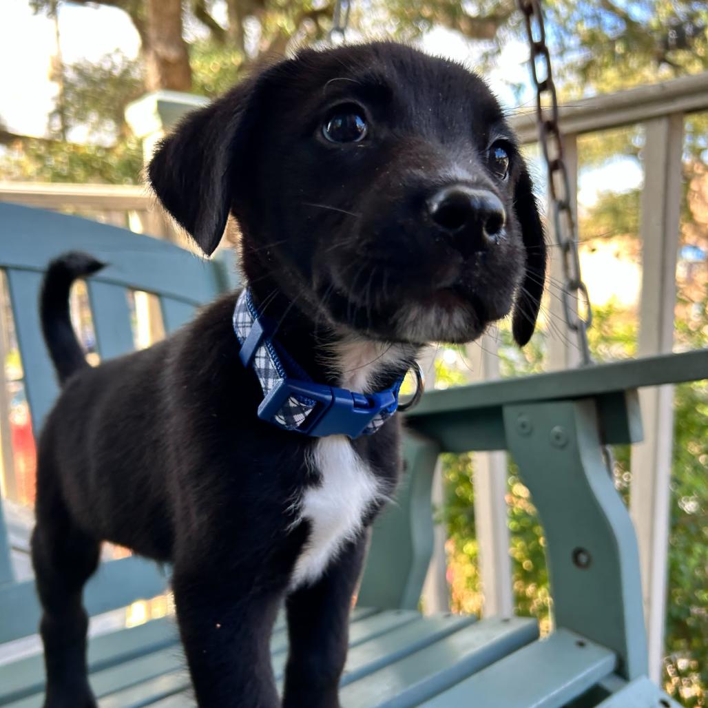 Boof — thumbnail 5