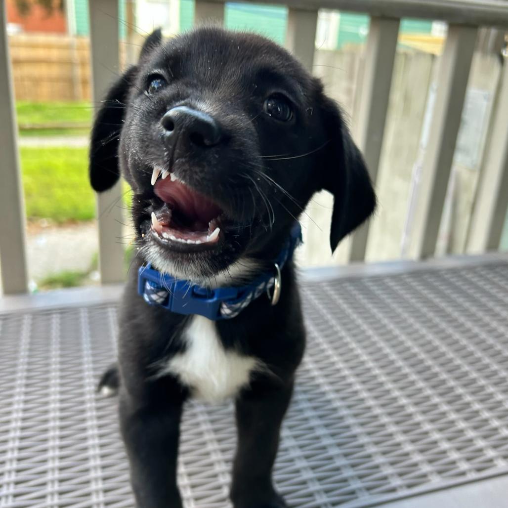 Boof — thumbnail 6