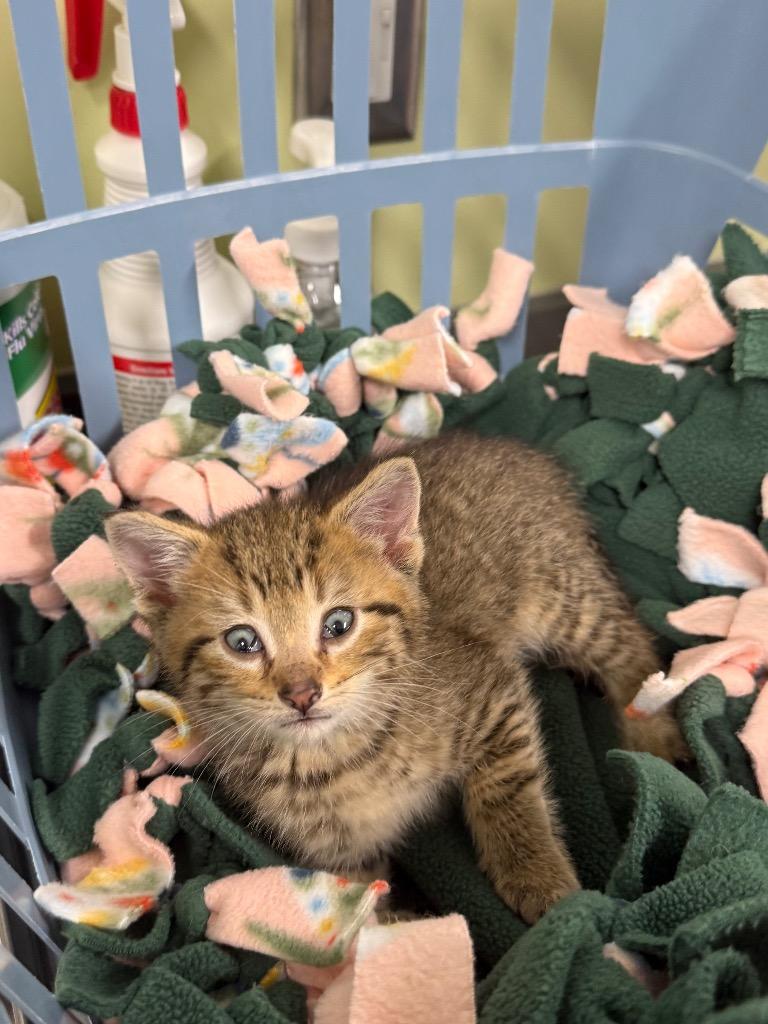 Enlarge Ash, a Adoptable mixed breed in Auburn, IN image 1/1