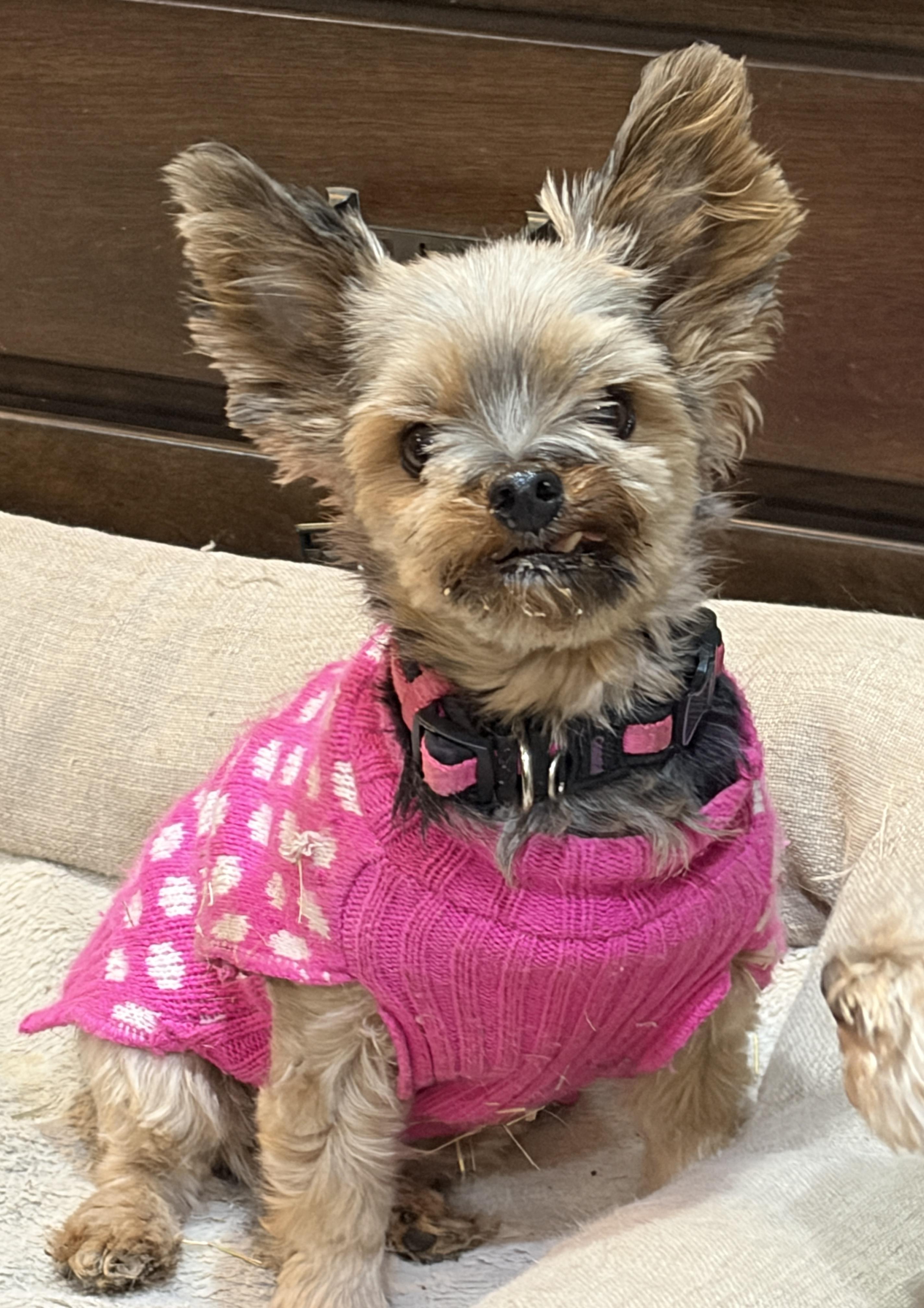 Anya * IA, Adoptable, Adult Female Yorkshire Terrier.