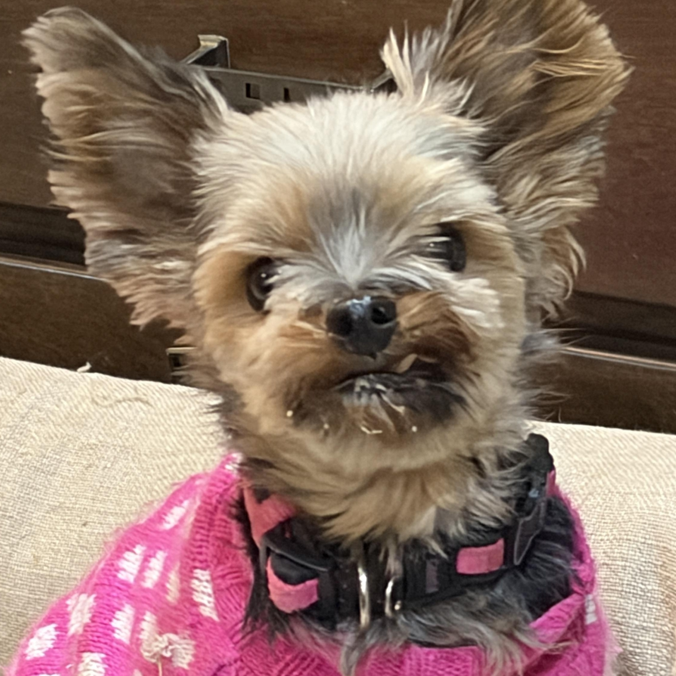 Anya * IA, a Adoptable Yorkshire Terrier in Albert Lea, MN image 4/4