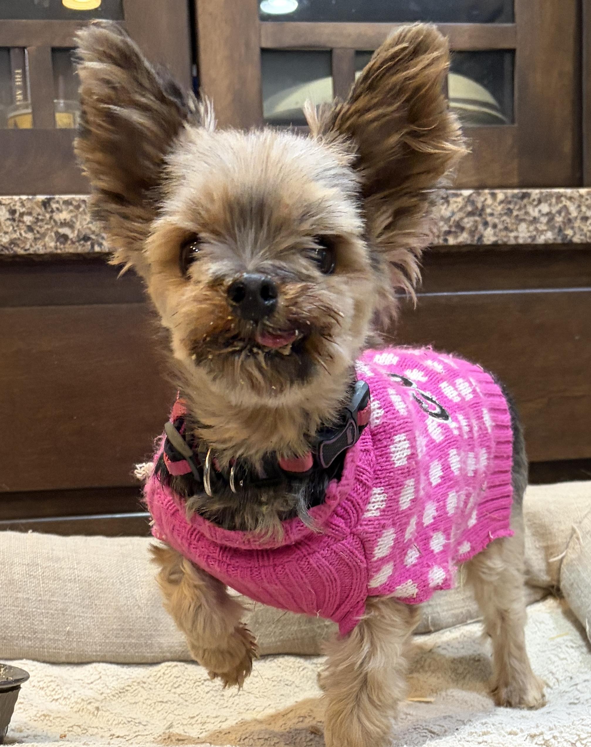 Anya * IA, a Adoptable Yorkshire Terrier in Albert Lea, MN image 3/4