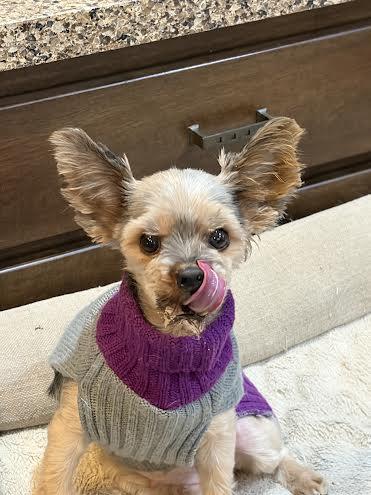 Anya * IA, a Adoptable Yorkshire Terrier in Albert Lea, MN image 2/4