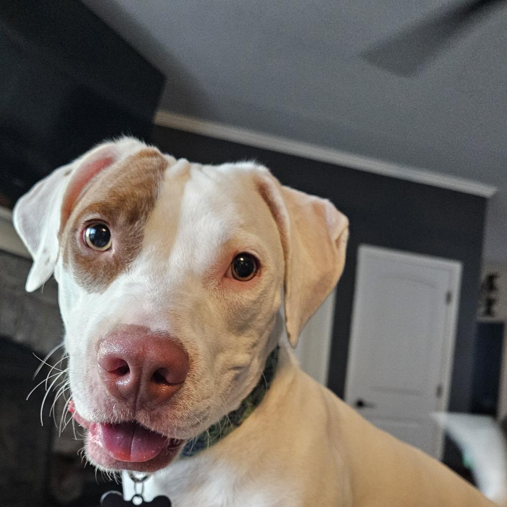 Enlarge Lefty, a Adoptable mixed breed in Festus, MO image 1/4