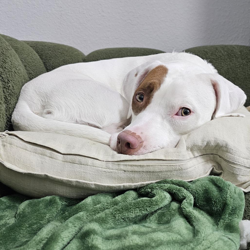 Enlarge Lefty, a Adoptable mixed breed in Festus, MO image 2/4