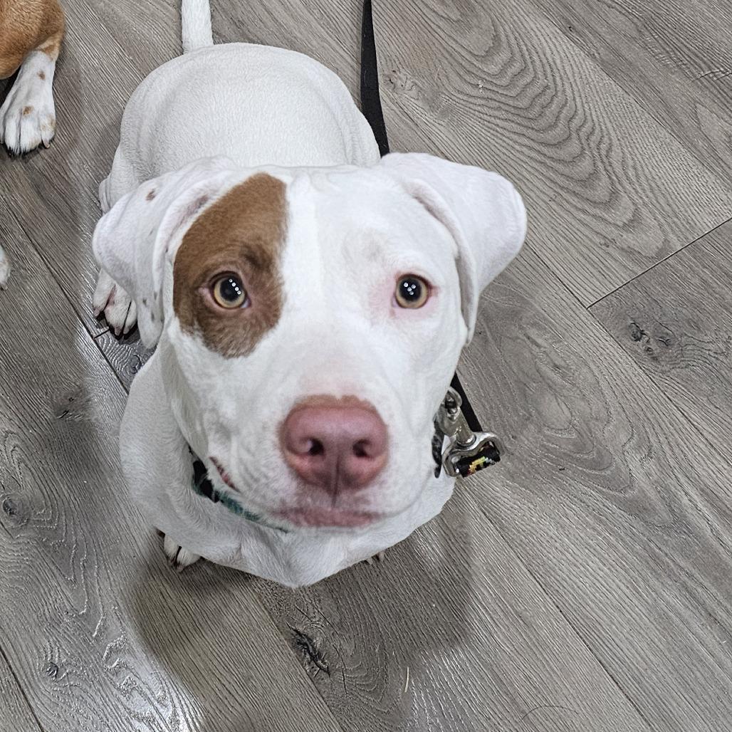 Enlarge Lefty, a Adoptable mixed breed in Festus, MO image 3/4