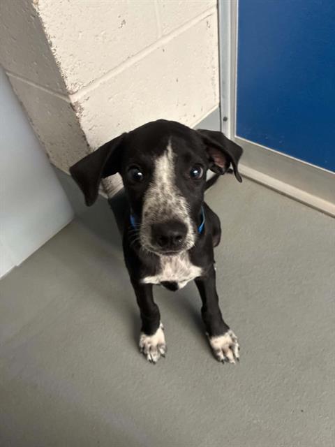 MICKEY, Adoptable, Puppy Male German Shorthaired Pointer & Mixed Breed.