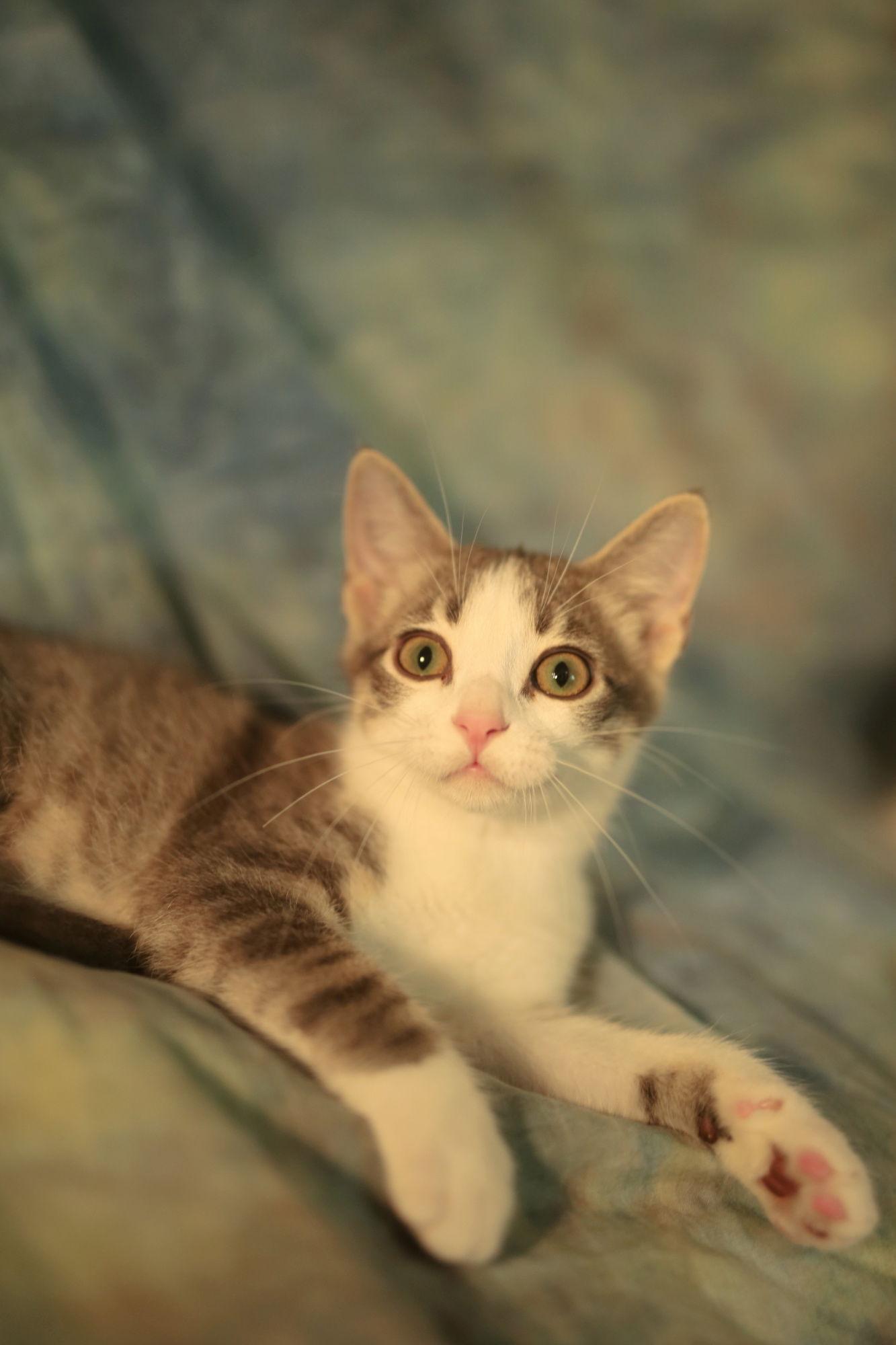 Hermalee (FeLV+), Adoptable, Young Female Domestic Short Hair.