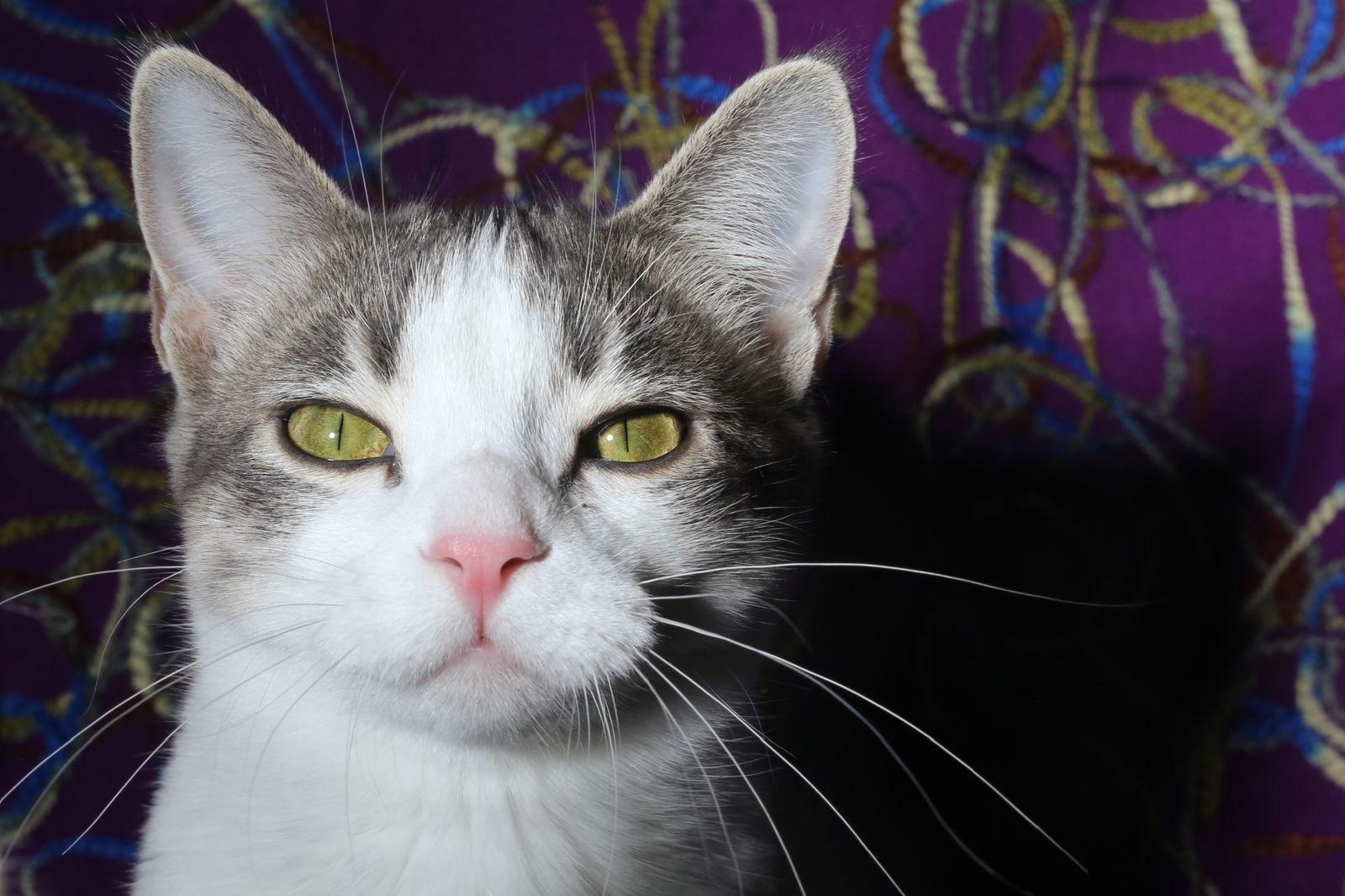 Hermalee (FeLV+), Adoptable, Young Female Domestic Short Hair.