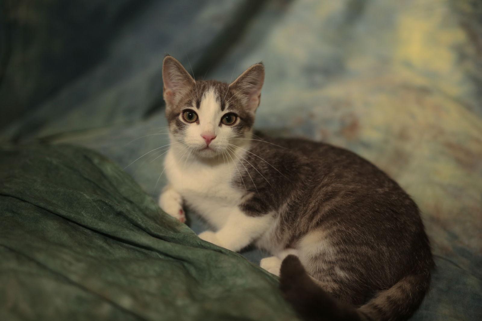 Enlarge Hermalee (FeLV+), a Adoptable Domestic Short Hair in New Prague, MN image 3/3