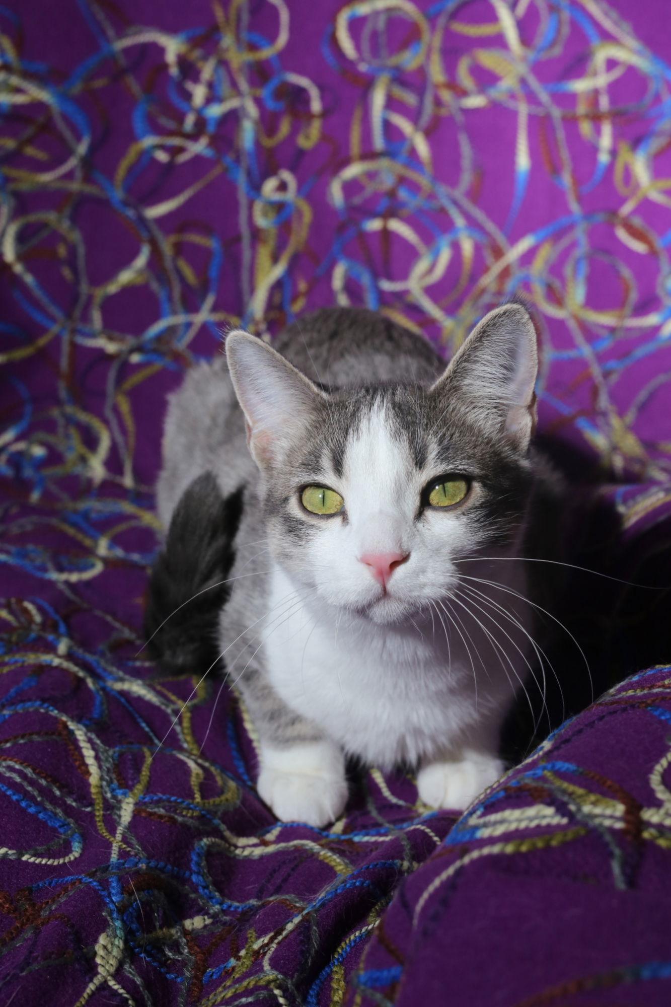 Hermalee (FeLV+), a Adoptable Domestic Short Hair in New Prague, MN image 2/3