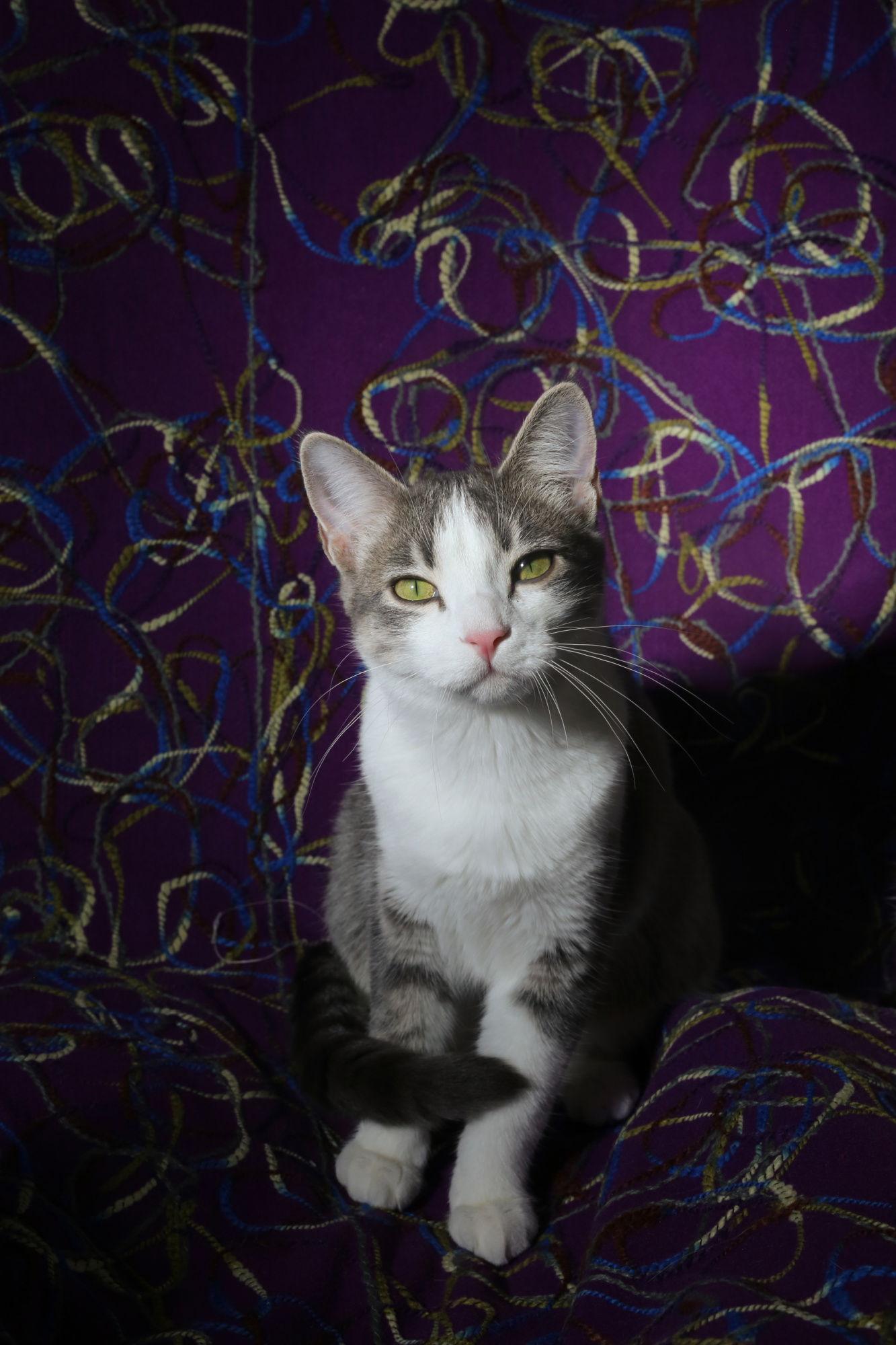 Hermalee (FeLV+), a Adoptable Domestic Short Hair in New Prague, MN image 3/3