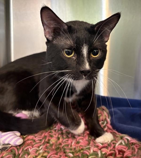 Enlarge Tuxy, a Adoptable Domestic Short Hair in Sioux City, IA image 1/4