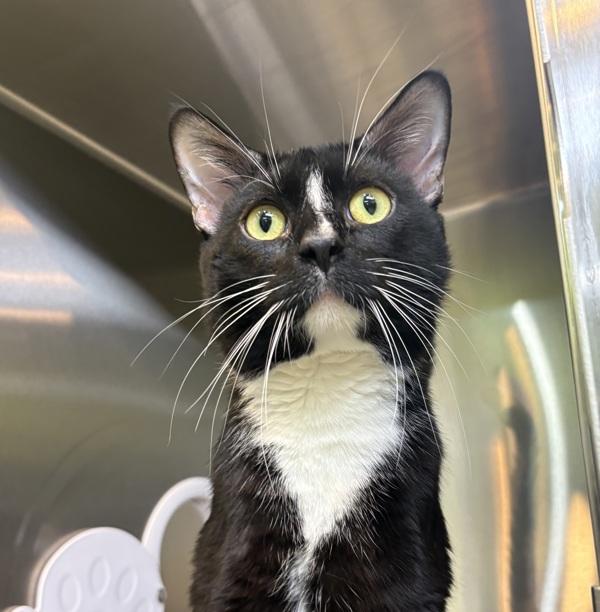 Enlarge Tuxy, a Adoptable Domestic Short Hair in Sioux City, IA image 2/4