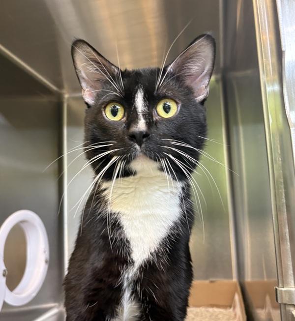 Enlarge Tuxy, a Adoptable Domestic Short Hair in Sioux City, IA image 3/4