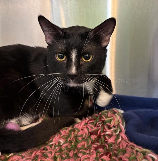 Enlarge Tuxy, a Adoptable Domestic Short Hair in Sioux City, IA image 4/4