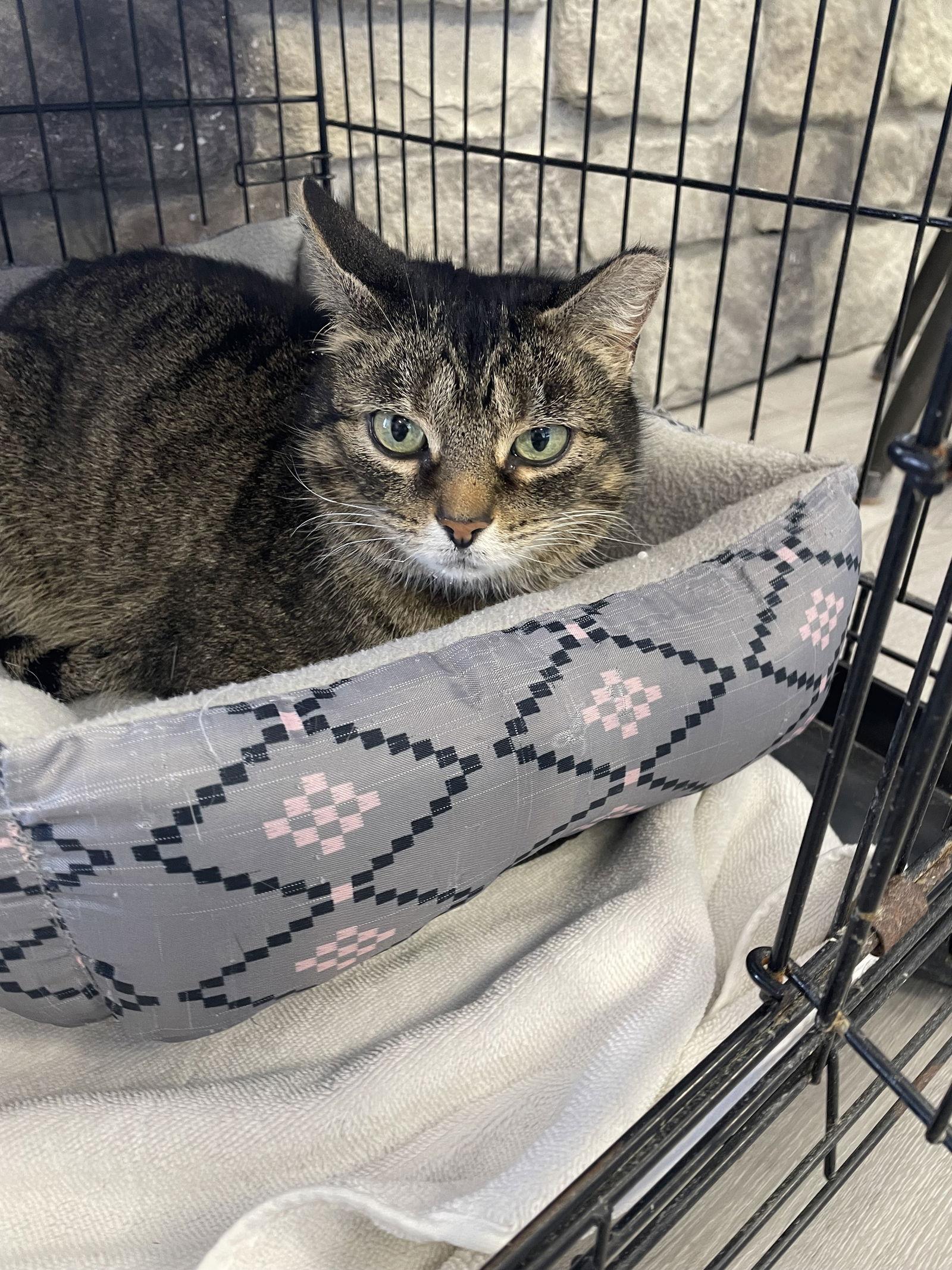 Tatum, Adoptable, Adult Female Tabby & Domestic Short Hair.