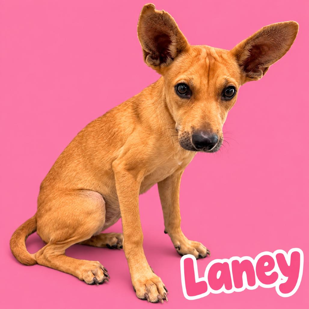 Laney, Adoptable, Young Female Carolina Dog & Mixed Breed.