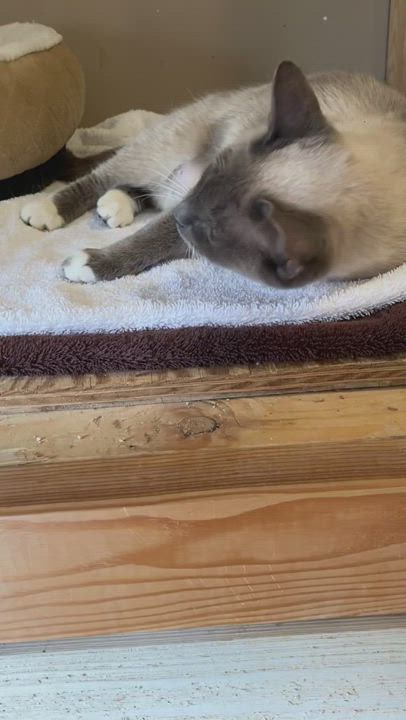 Enlarge Bourree, a Adopted mixed breed in Bradenton, FL video 4/7